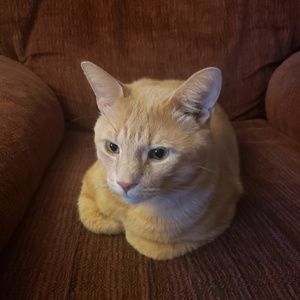 Meet your Posher, Brenda